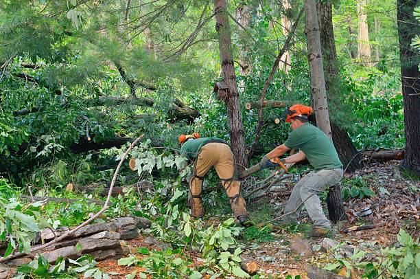 Best Best Tree Removal Services  in Bellevue, ID